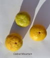 Huile extraite d'olives et Cédrat Mountain