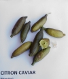 Huile extraite d'olives BIO et Citron Caviar BIO